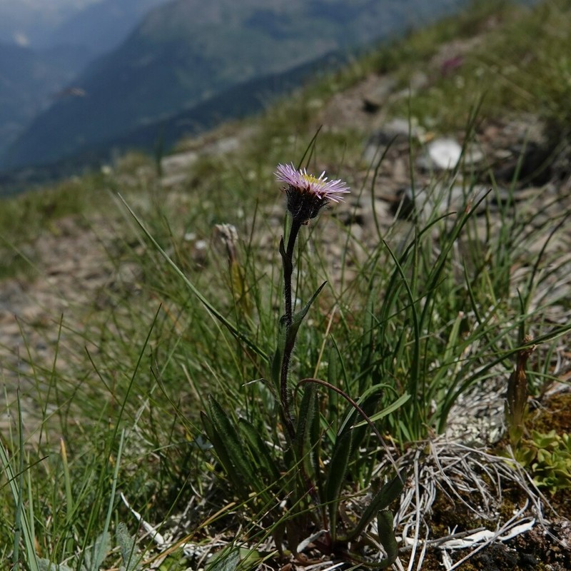 Erigeron neglectus