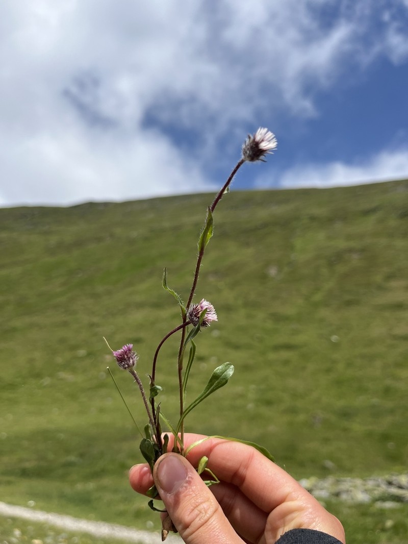 Erigeron neglectus photo 2
