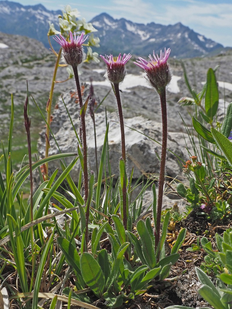 Erigeron neglectus photo 3
