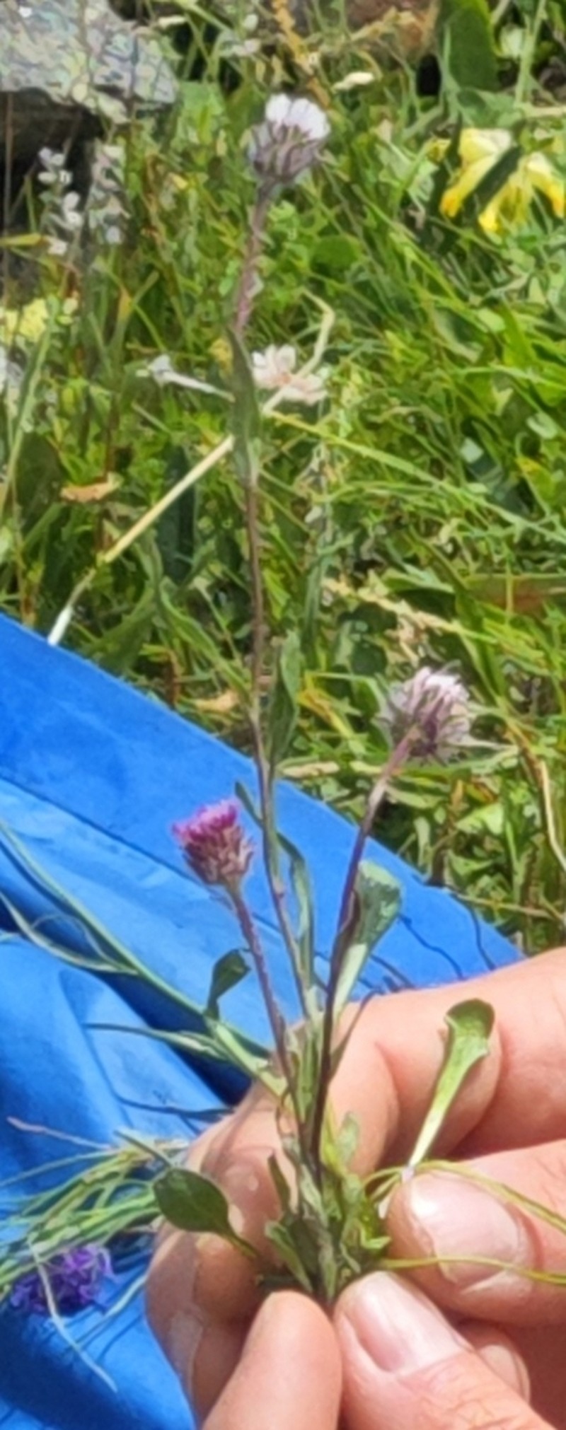 Erigeron neglectus photo 4