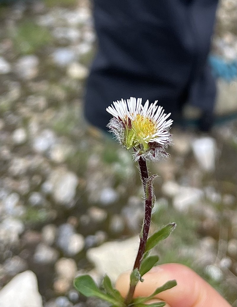 Erigeron neglectus photo 5