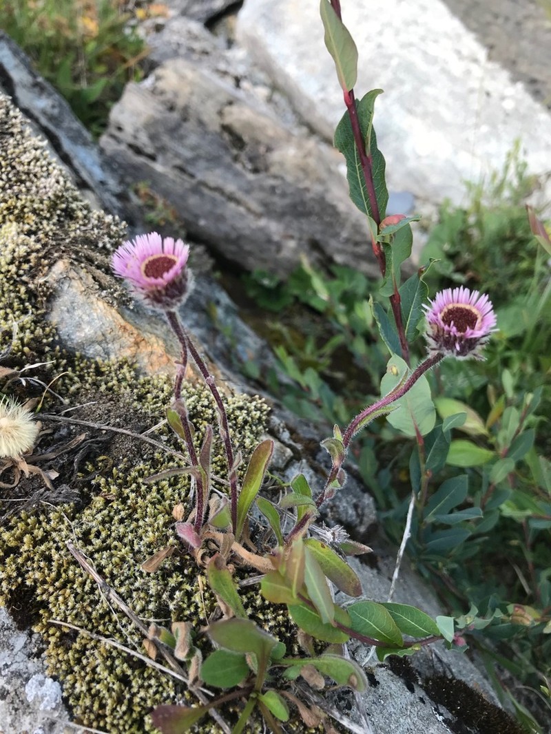 Erigeron neglectus photo 6