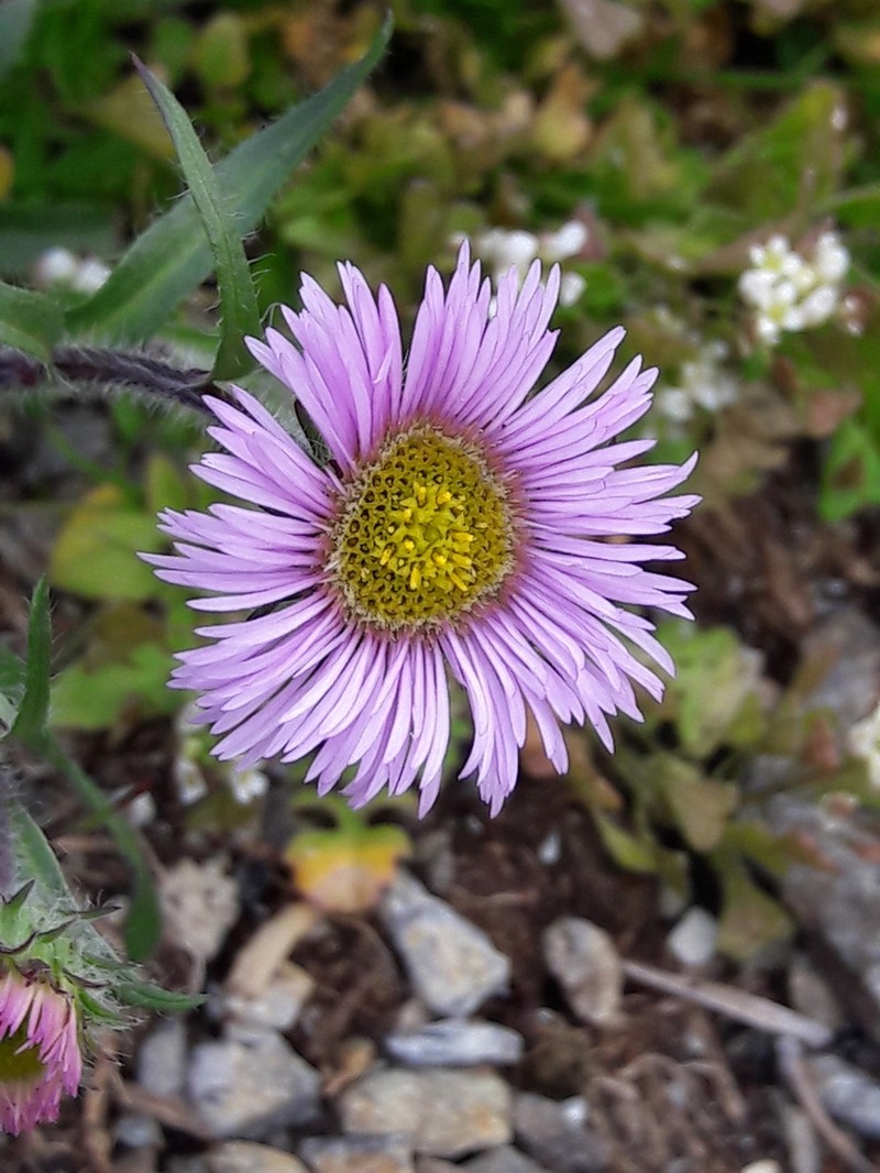 Erigeron neglectus photo 7