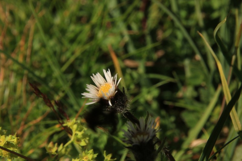 Erigeron neglectus photo 8