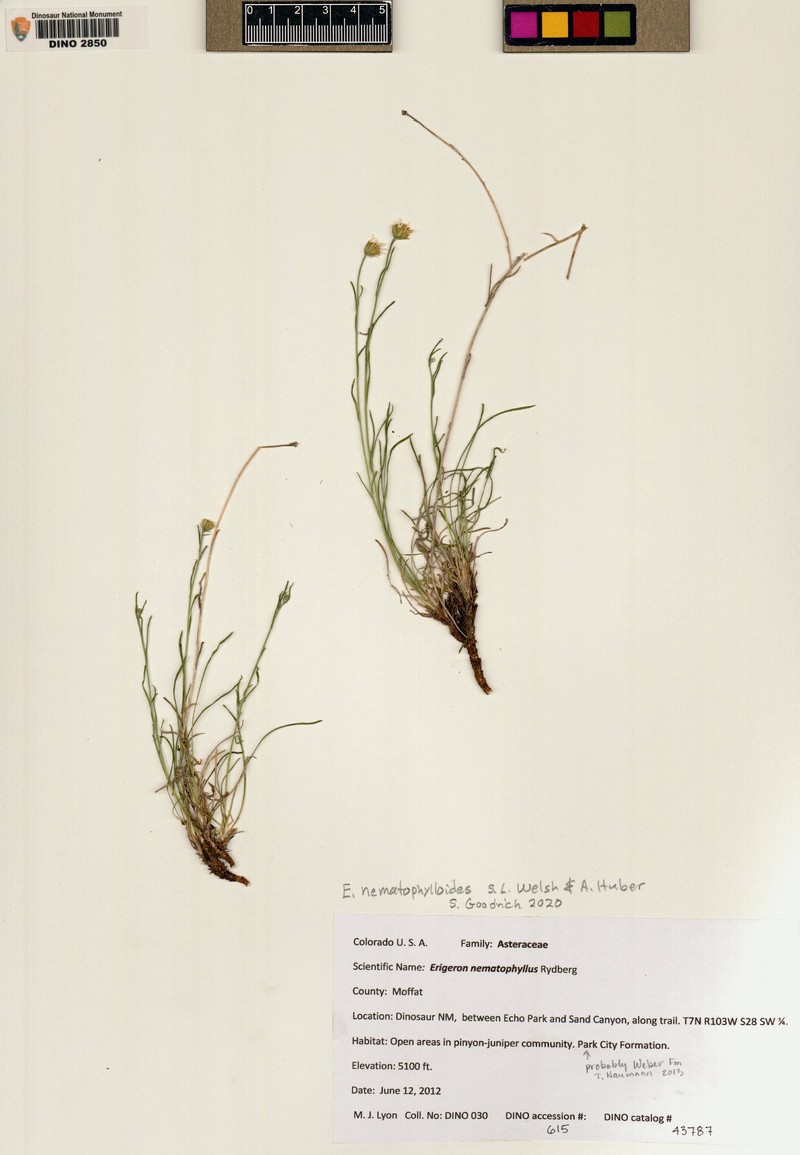 Erigeron nematophylloides