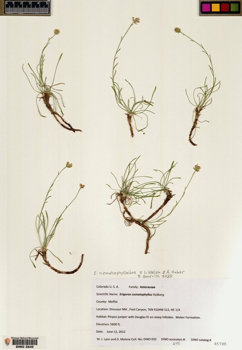 Erigeron nematophylloides photo 2