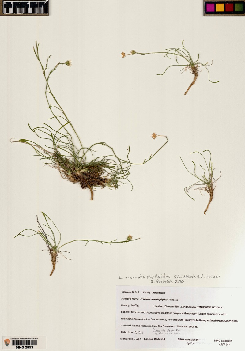 Erigeron nematophylloides photo 3