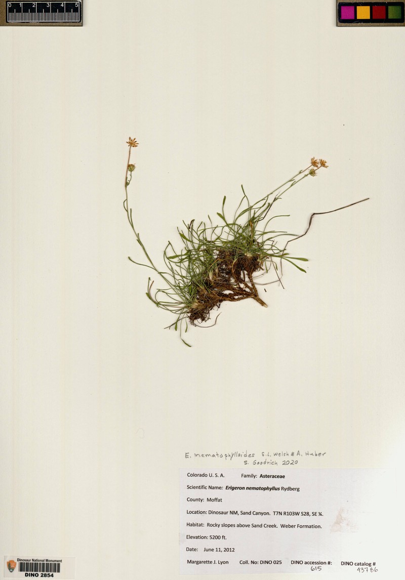 Erigeron nematophylloides photo 4