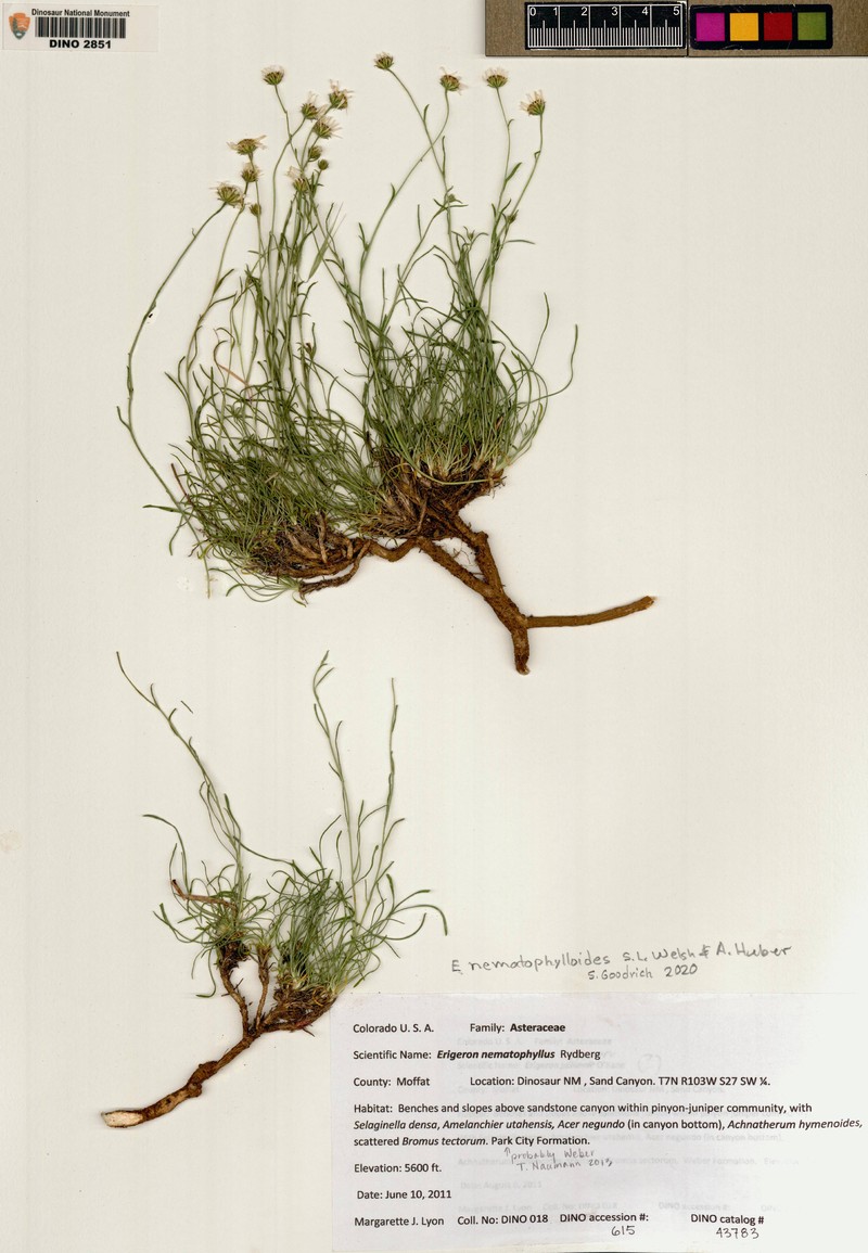 Erigeron nematophylloides photo 5