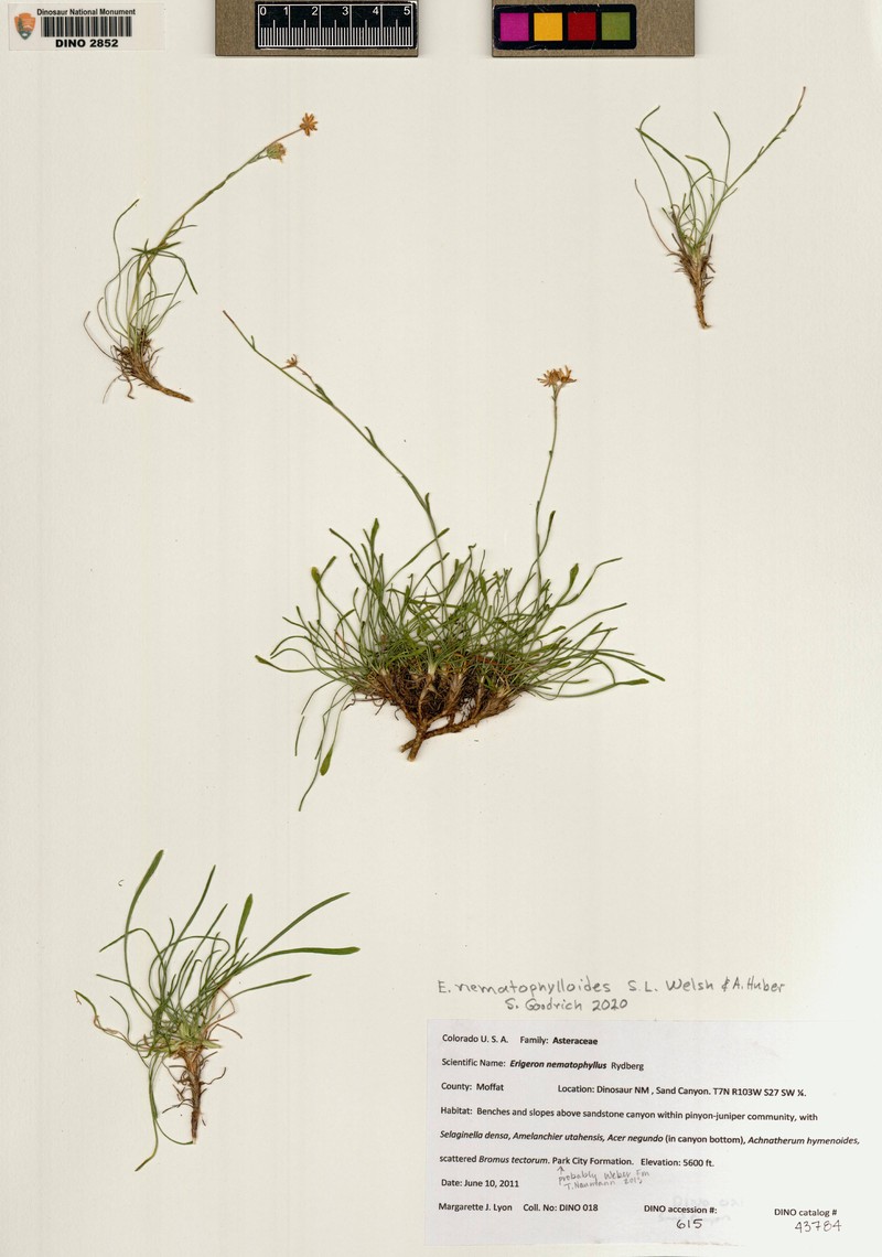 Erigeron nematophylloides photo 6