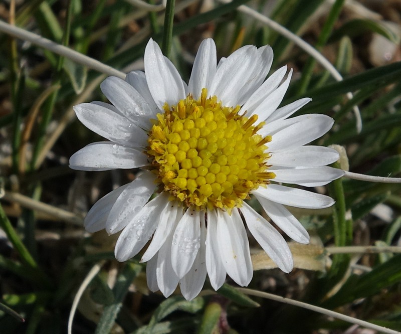 Needleleaf Fleabane