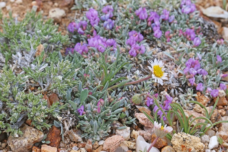 Needleleaf Fleabane photo 2