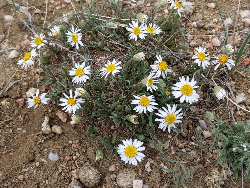 Needleleaf Fleabane photo 3