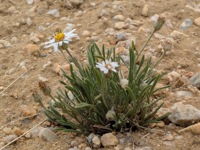 Needleleaf Fleabane photo 4