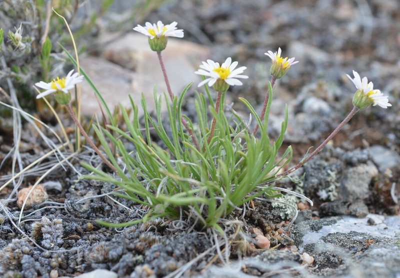 Needleleaf Fleabane photo 5