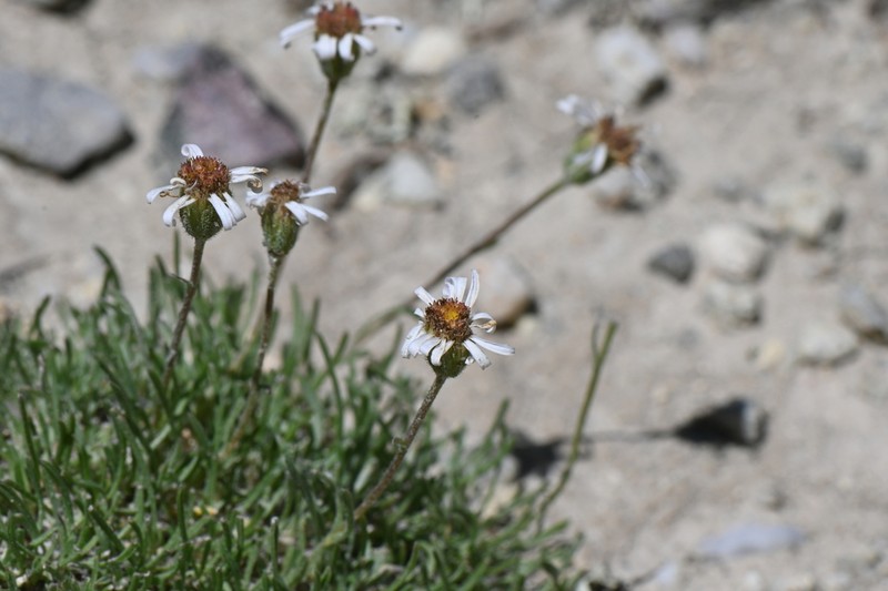 Needleleaf Fleabane photo 6