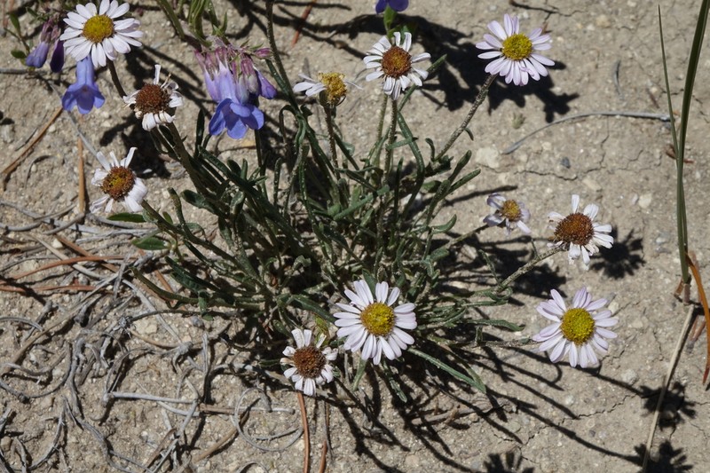 Needleleaf Fleabane photo 7