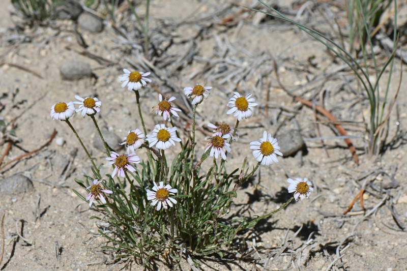 Needleleaf Fleabane photo 8