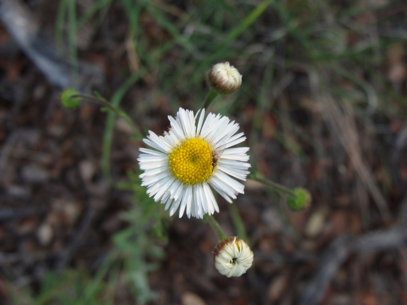 New Mexico Fleabane