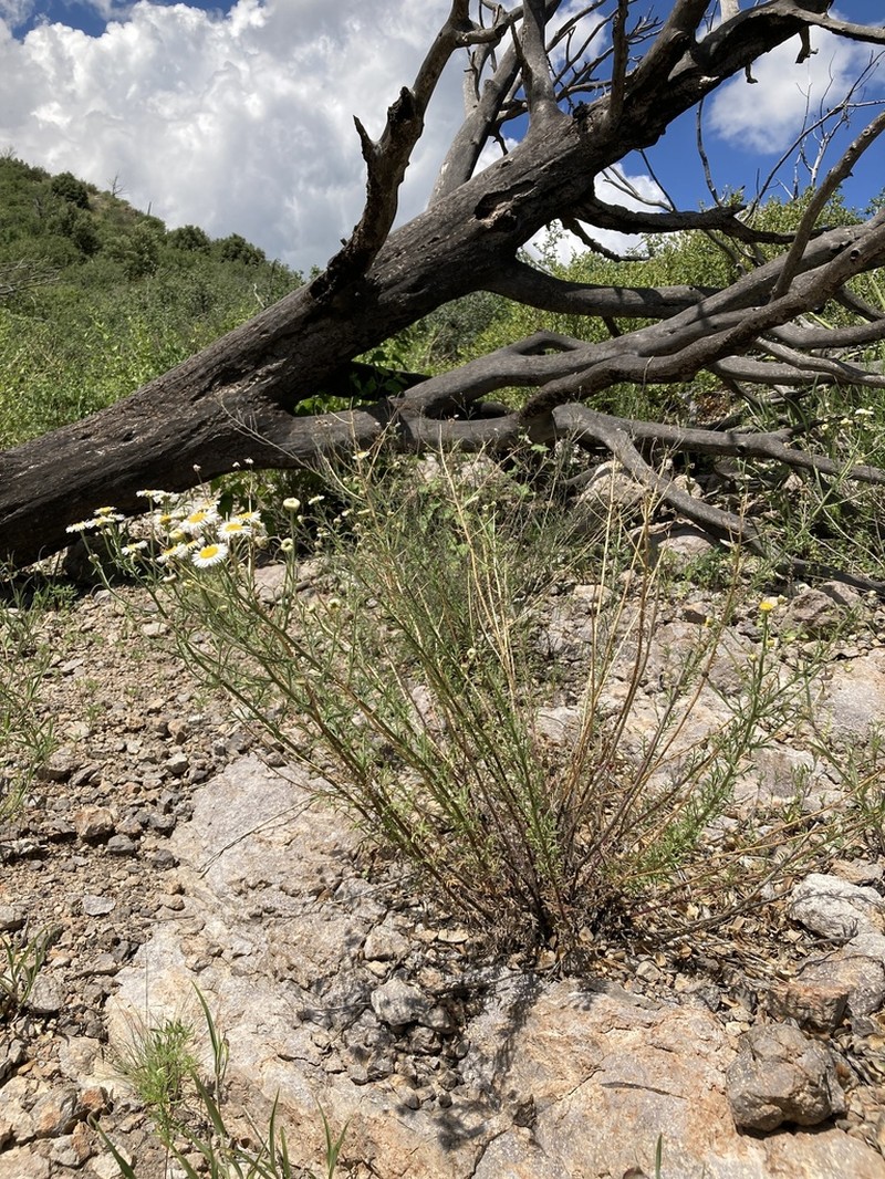 New Mexico Fleabane