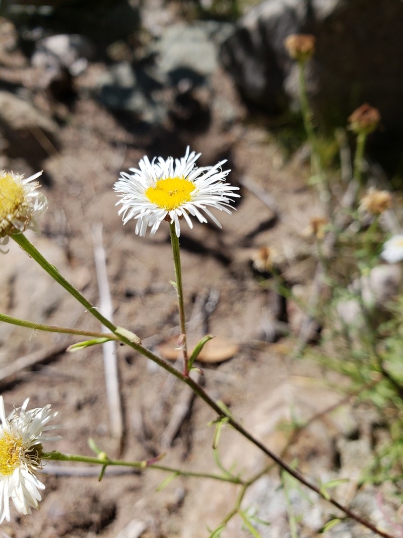 New Mexico Fleabane photo 2
