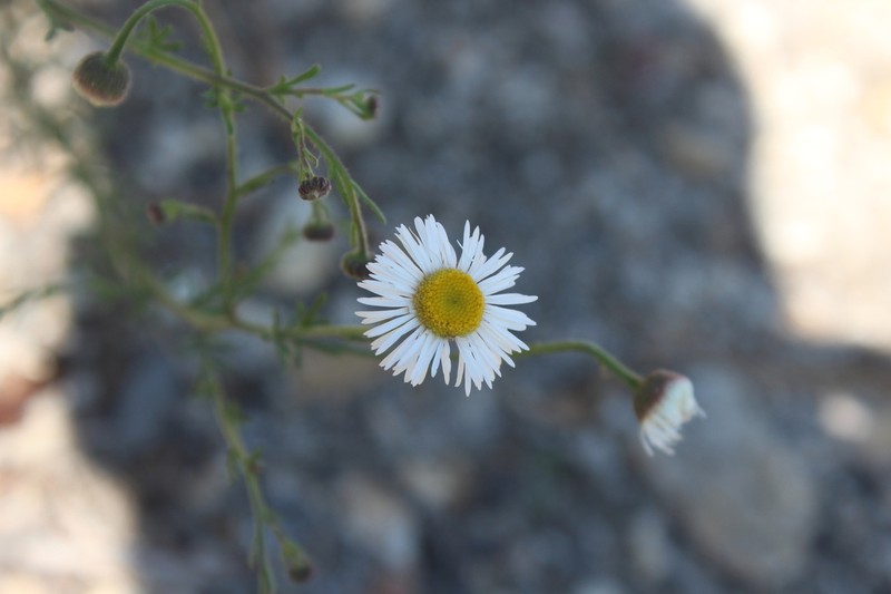 New Mexico Fleabane photo 3