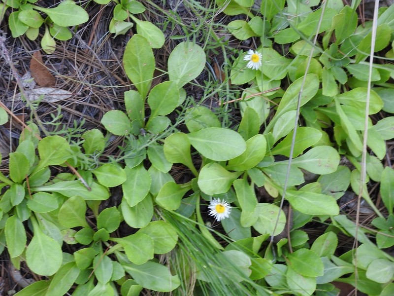 New Mexico Fleabane photo 4