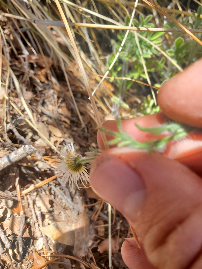 New Mexico Fleabane photo 5