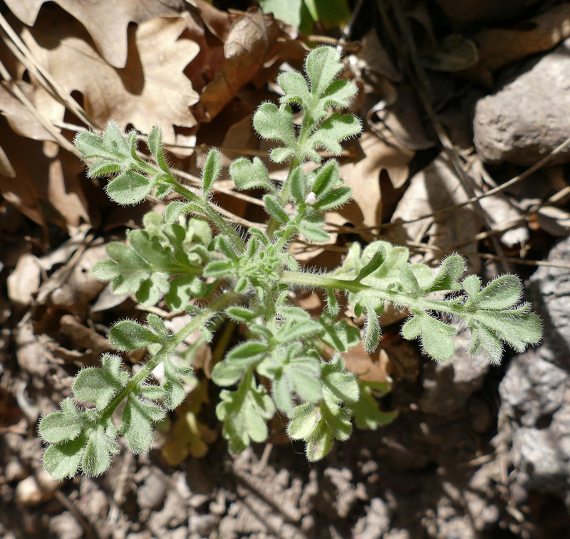 New Mexico Fleabane photo 6