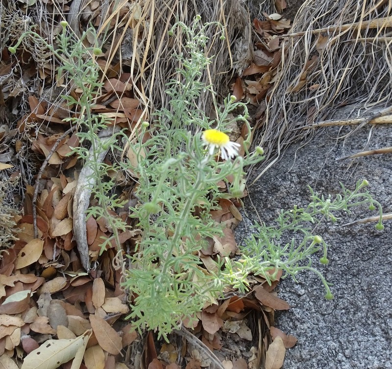 New Mexico Fleabane photo 7