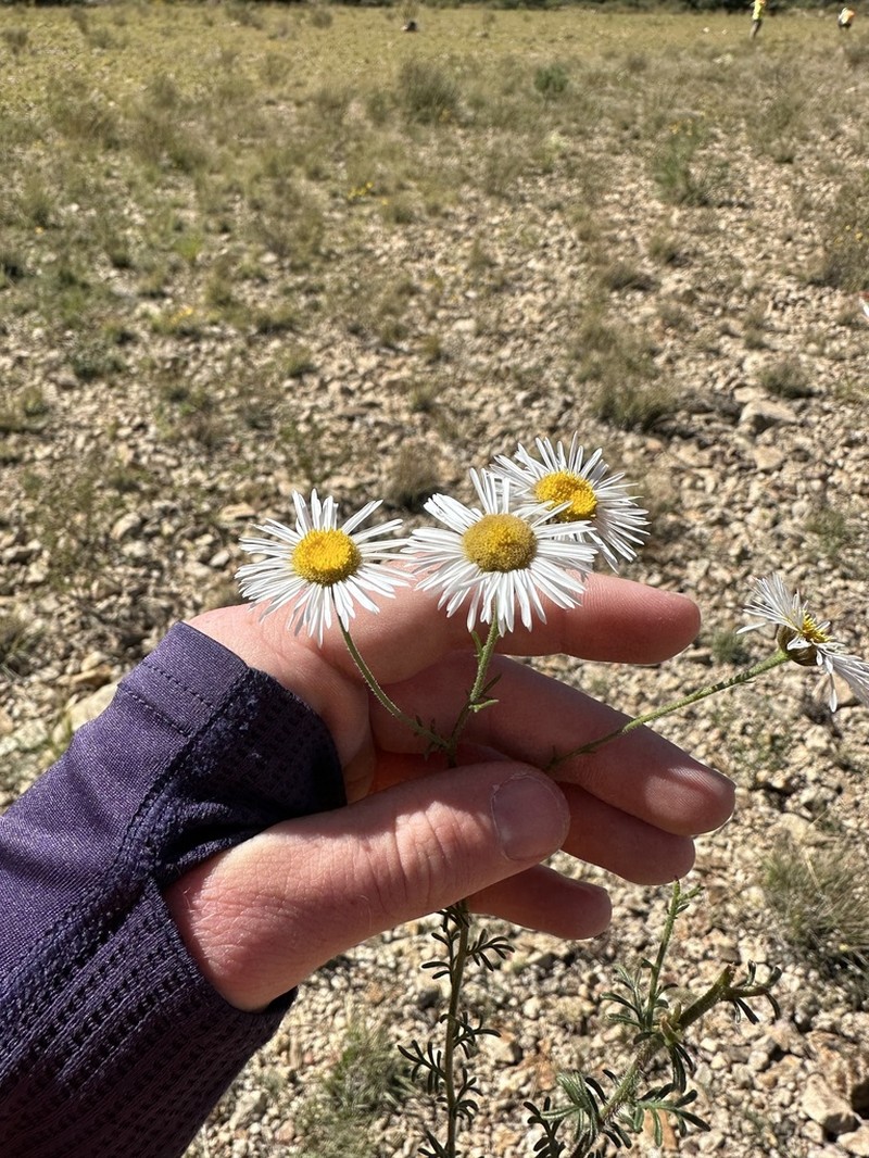 New Mexico Fleabane photo 8