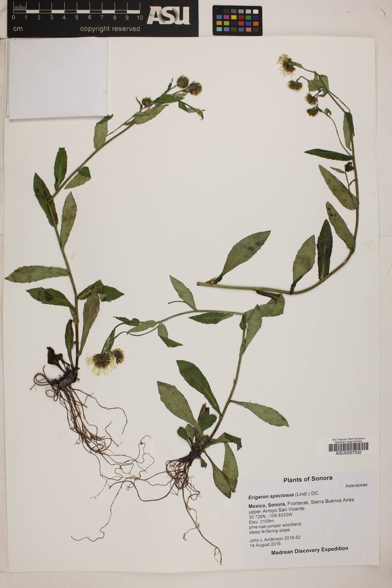 Erigeron nitens