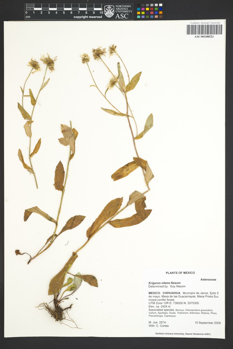 Erigeron nitens photo 2