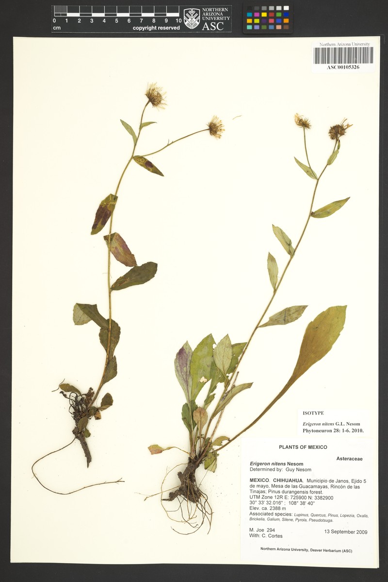 Erigeron nitens photo 3