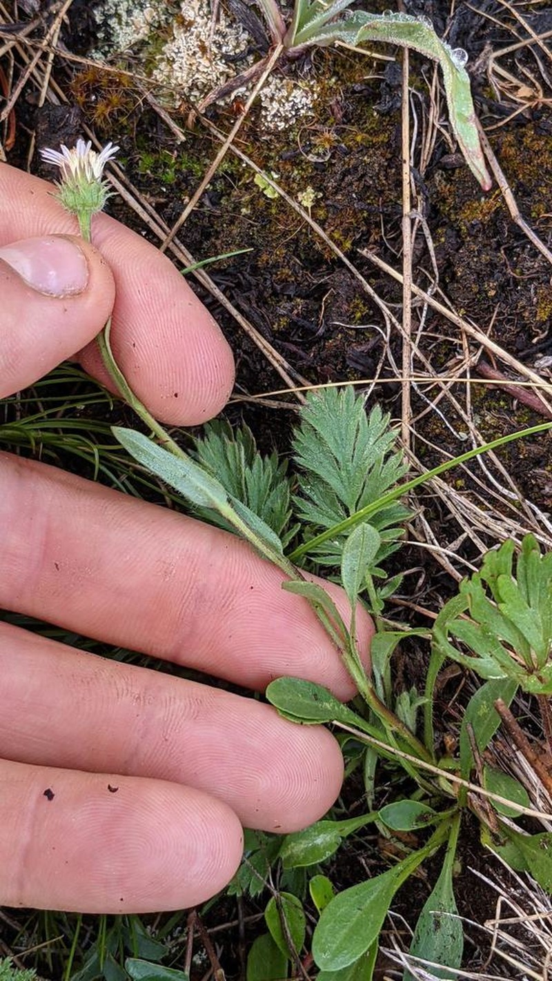Scotter's Fleabane