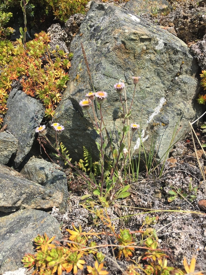 Scotter's Fleabane photo 2
