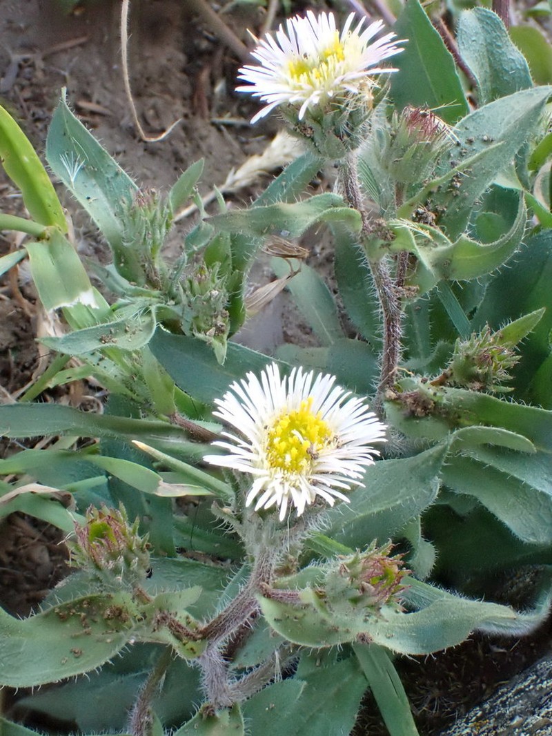 Scotter's Fleabane photo 3