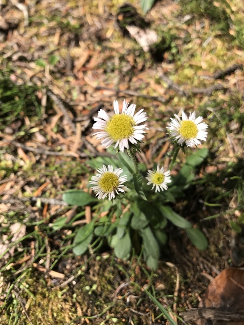 Scotter's Fleabane photo 4