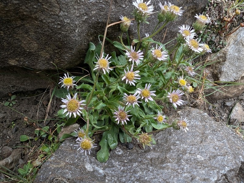 Scotter's Fleabane photo 5