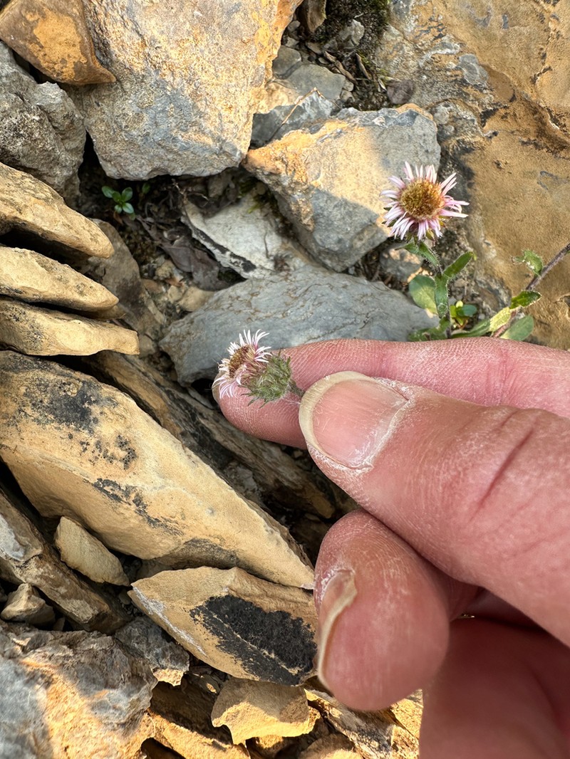 Scotter's Fleabane photo 6
