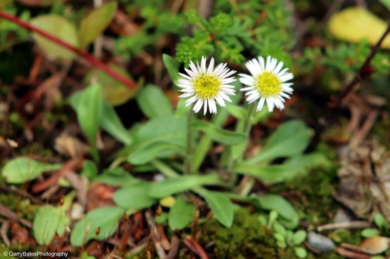 Scotter's Fleabane photo 7