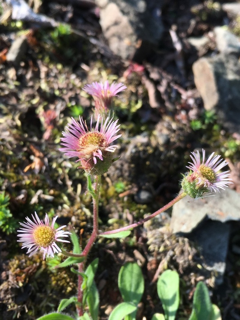 Scotter's Fleabane photo 8