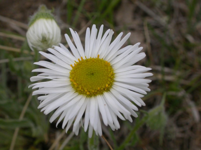 Buff Fleabane