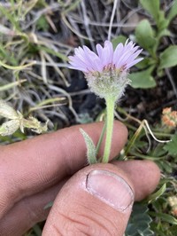 Buff Fleabane