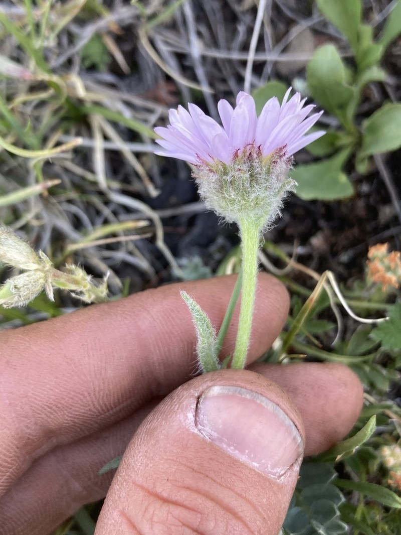 Buff Fleabane