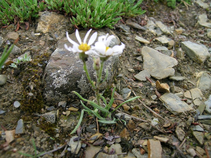 Buff Fleabane photo 2