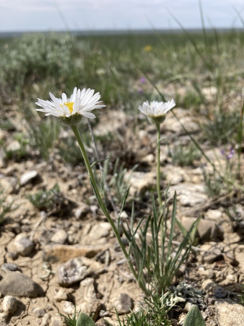 Buff Fleabane photo 3