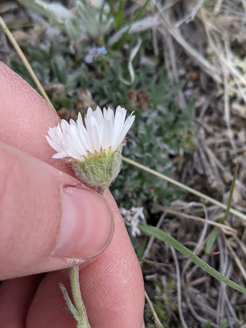 Buff Fleabane photo 4