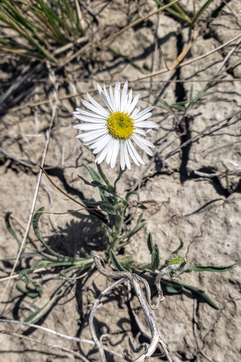 Buff Fleabane photo 5