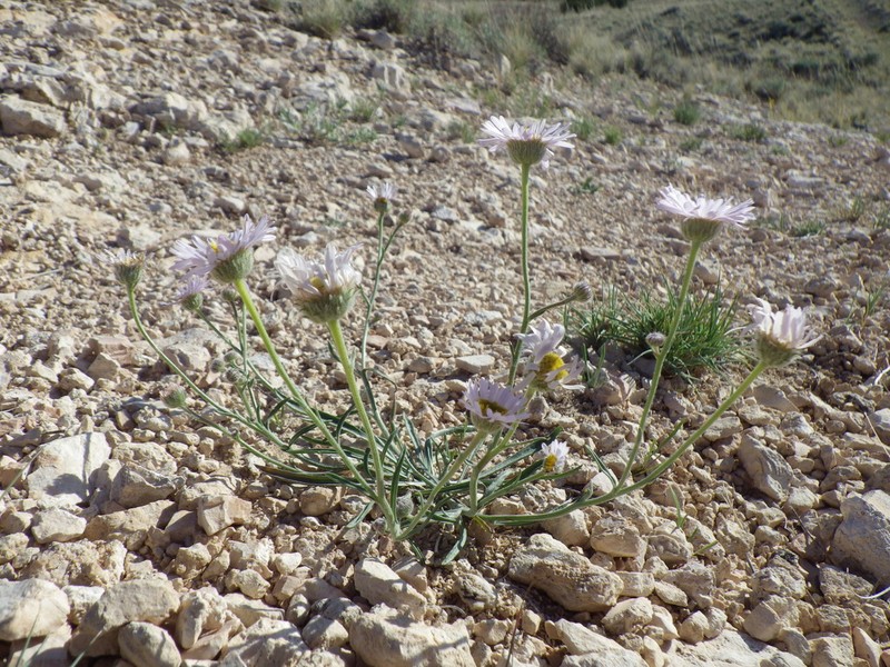 Buff Fleabane photo 6